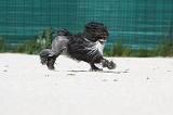 PETIT CHIEN LION 197